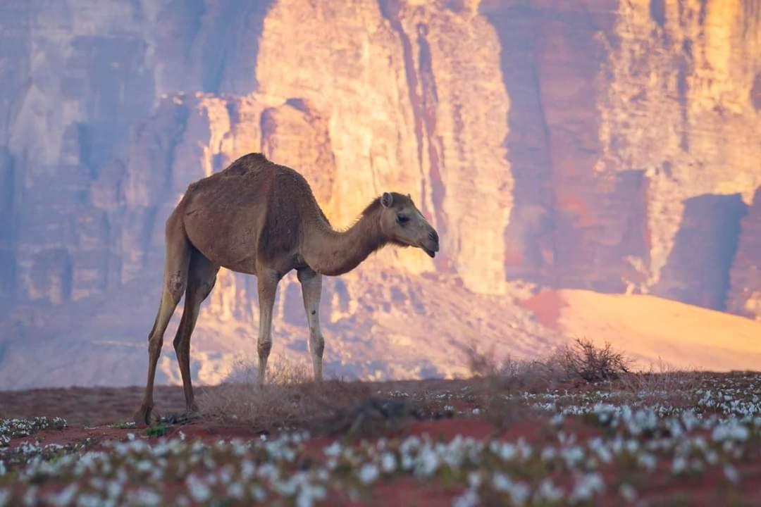 Wadi Rum Moon Camp Exterior foto